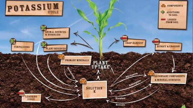From Dirt to Delights: Mastering Organic Soil and Fertilizers