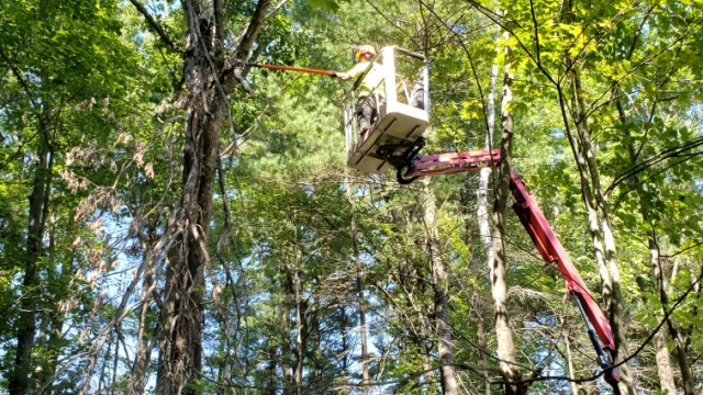 Branching Out: The Art of Tree Removal and Trimming
