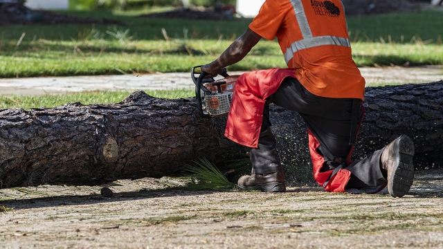 Branching Out: The Art of Tree Removal