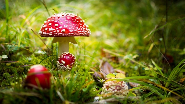 The Fungal Frontier: Uncover the Secrets of Mushroom Growing!