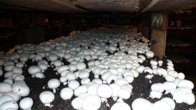 The Fungi Frontier: Unearthing the Secrets to Successful Mushroom Growing