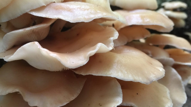 The Fungi Frontier: Unlocking the Secrets of Successful Mushroom Growth