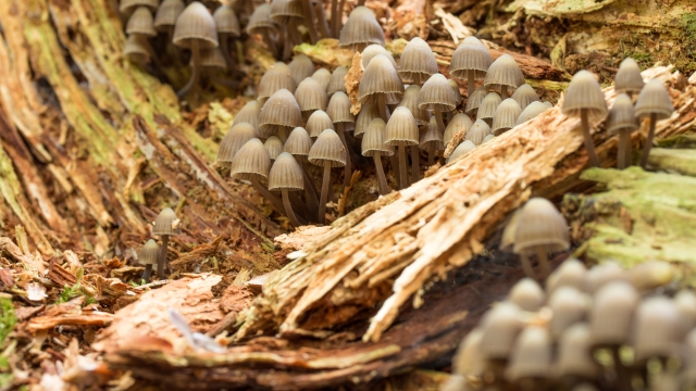 The Fungus Among Us: Unleashing the Magic of Mushroom Growing