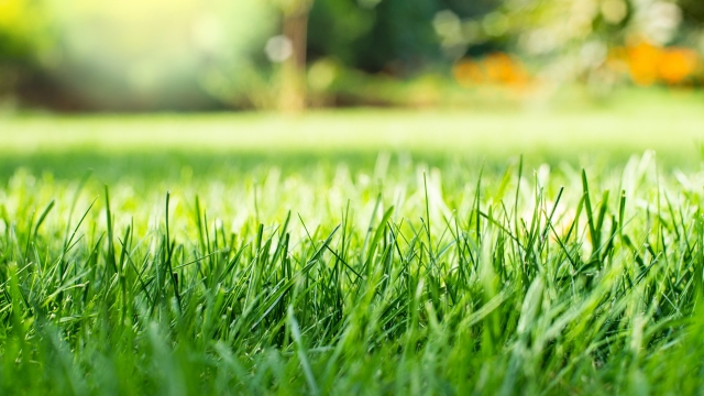 The Ultimate Guide to Achieving a Picture-Perfect Lawn