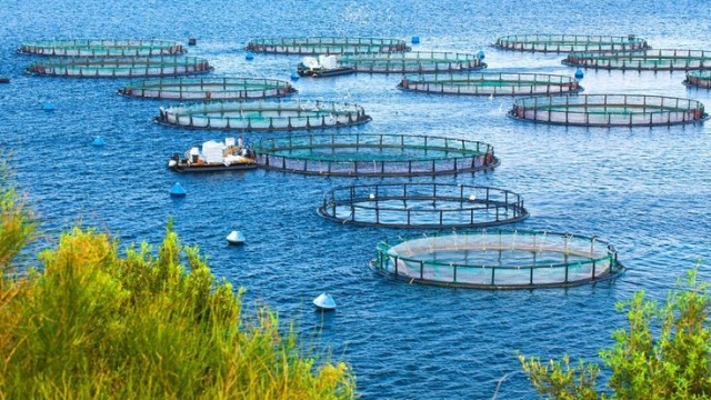 Revolutionizing the Deep: The Future of Aquaculture Technology